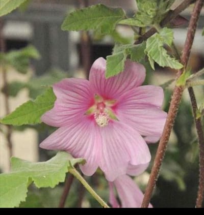 Lavatera hybr. 'Rosea' - Malvastruik, Struikmalva, 25- 30 cm in pot