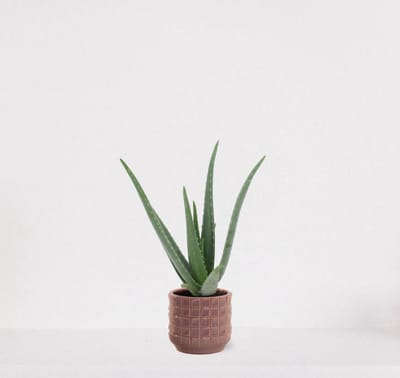 Aloë Vera in sierpot Janneke oudroze – vetplant – eenvoudig te onderhouden - 35-45cm - Ø13 – geleverd met plantenpot – vers uit de kwekerij