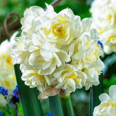 Narcissen Bloembollen Winterhard - Erlicheer - 25 stuks - Geel & Wit - Bloem Bollen Mix - Paasbloemen Meerjarig
