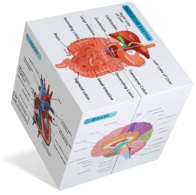 Menselijke Anatomie Poster Set - Studie Tool voor Medische Studenten - 9 Delen Hart, Spier, Skelet, Spijsvertering en Bloedsomloop
