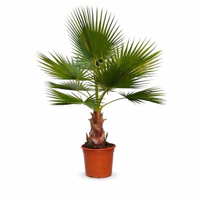 Palmen-Stunt - Washingtonia Robusta - palmboom - hoogte 120/140cm - 15L pot - Stamhoogte 40cm - winterharde (- 5 graden) palmbomen voor buiten