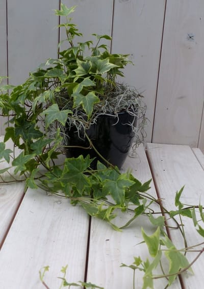 Klimop Hedrea bont zwarte/antraciete pot 25 cm