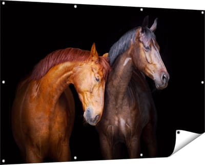 Gards Tuinposter Twee Bruine Paarden Koppel - Liefde - 150x100 cm - Tuindoek - Tuindecoratie - Wanddecoratie buiten - Tuinschilderij