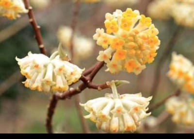 1 x Edgeworthia chrys. 'Grandiflora' - Papierstruik 60- 80 cm in pot