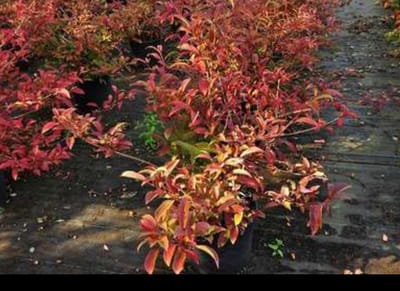 2 x Viburnum hillieri 'Winton' - Sneeuwbal 40- 50 cm in pot