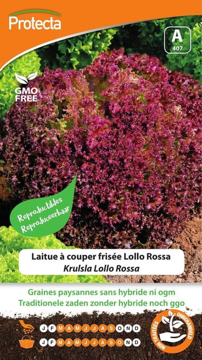 Protecta Groente zaden: Krulsla Lollo Rossa