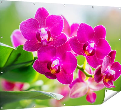 Gards Tuinposter Roze Orchidee Bloemen - 160x120 cm - Tuindoek - Tuindecoratie - Wanddecoratie buiten - Tuinschilderij