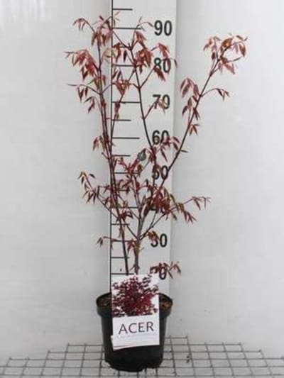2 x Acer palm. 'Inaba Shidare' - Japanse Esdoorn 'Inaba Shidare' 60- 80 cm in pot