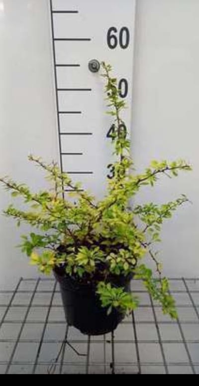 2 x Berberis thunb. 'Aurea' - Japanse Zuurbes 15- 20 cm in pot
