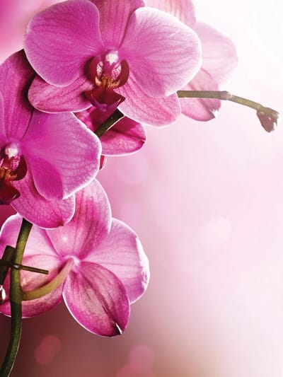 Flowers  Photo Wallcovering
