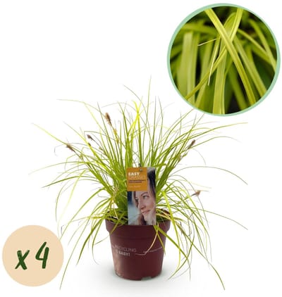 Green boutiQ - Siergrassen - Carex oshimensis Everillo - Geel - 4 Planten - Bladhoudend - Weinig Onderhoud - Pot 17cm Hoogte 50cm