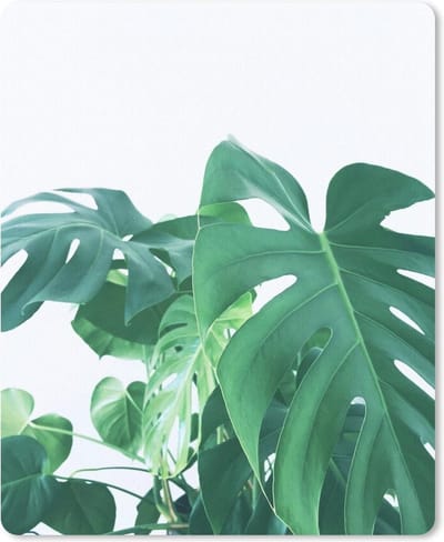 Muismat Botanisch - Enorme botanische bladeren van de gatenplant op een witte achtergrond muismat rubber - 19x23 cm - Muismat met foto