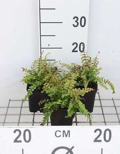 6x Schildvaren, Geschubde Mannetjes Varen, Goudschubvaren, Geschubde Niervaren - Dryopteris aff. 'Cristata' ( aff. 'the king') | 9x9 cm pot