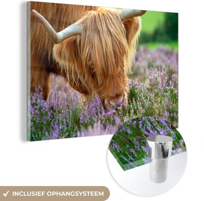 MuchoWow® Glasschilderij 120x80 cm - Schilderij acrylglas - Schotse Hooglander - Gras - Heide - Dieren - Foto op glas - Schilderijen