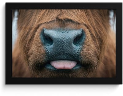 Poster in lijst - Fotolijst 30x20 cm - Posters - Schotse hooglander - Neus - Bruin - Posterlijst zwart - Decoratie - Wanddecoratie woonkamer - Muurdecoratie slaapkamer