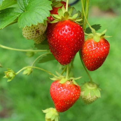 Geurolie - Aardbei - 1 L