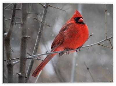 Dibond - Rood Vogeltje - 40x30cm Foto op Aluminium (Wanddecoratie van metaal)