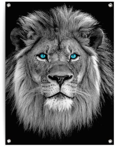Tuinposter Leeuw met blauwe ogen - 80 x 60 - Canvas - REINDERS