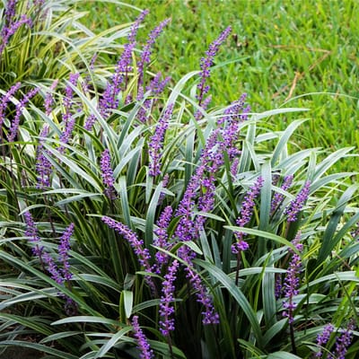 Leliegras (Liriope Muscari) - Ingwersen, siergras - Vaste planten - Bijen-Vlinders - Snijbloemen