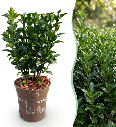 Green boutiQ - 24x Euonymus japonica Green Spire - Kardinaalsmuts - Haagplanten - Groenblijvend - Groen - Pot 9cm - Hoogte 20-25cm