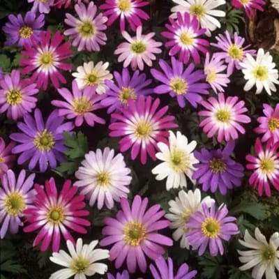 Bosanemoon (Anemone Blanda) - Anemoon blanda mix - Anemone - Bijen-Vlinders - Snijbloemen - Zomerbollen - Voorjaarsbollen - Vaste planten