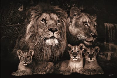 Glasschilderij 160x110cm Wildlife