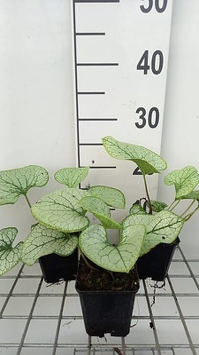 6x Kaukasische vergeet-mij-nietje - Brunnera macr. 'Silver Spear' | 9x9 cm pot