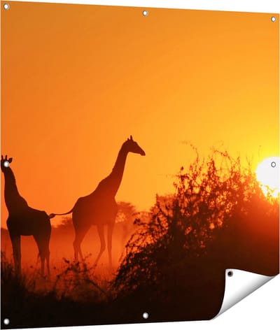 Gards Tuinposter Drie Giraffe Silhouetten bij Zonsondergang - 100x100 cm - Tuindoek - Tuindecoratie - Wanddecoratie buiten - Tuinschilderij