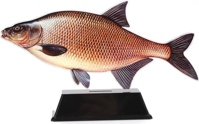 Vistrofee Real Fish Brasem 24 cm - Prijs Viswedstrijd Visprijs Wedstrijdprijzen Sportvissen Visprijzen Wedstrijdvissen Viswedstrijden Sportvisprijs Sportvisprijzen Visbokaal Vis Bokaal Beker Visbeker Wedstrijdbeker Visbeeld Beeldje Hengelsportprijzen