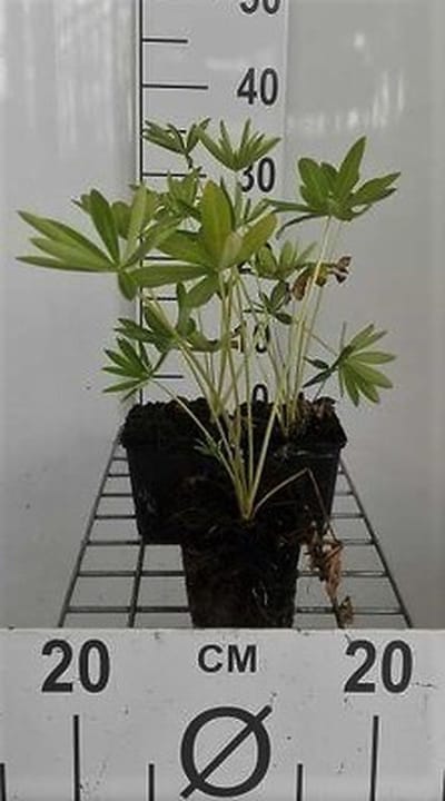 6x Lupine - Lupinus hybr. 'Gallery Blue' | 9x9 cm pot