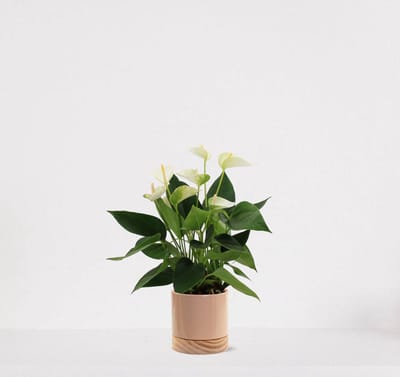 Anthurium Wit in sierpot Emma Wood taupe – bloeiende kamerplant – flamingoplant – 40-50cm - Ø13 – geleverd met plantenpot – vers uit de kwekerij
