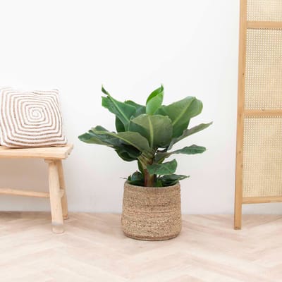 Bananenplant - 80 cm
