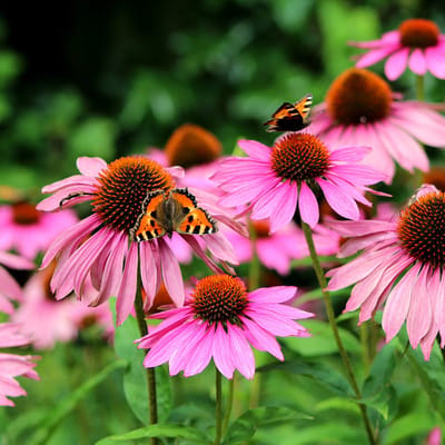 Echinacea purp. 'Magnus' | 1 stuk | Roze | Snijbloem