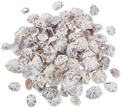 Dailygoods- Zeeschelpen 14 oz - Natuurlijke Zwart-Witte Schelpen - Kralen voor Strand Ambachten - Handgemaakte Nautische Decoratie - Unieke Texturen - Afmetingen 13~21mm breed, 15~27mm lang - Decoratieve Schelpen