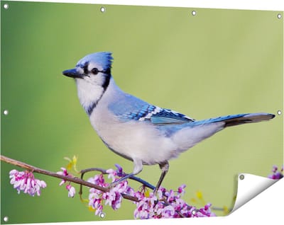 Gards Tuinposter Blauwe Gaai Vogel op een Tak - Kleur - 120x80 cm - Tuindoek - Tuindecoratie - Wanddecoratie buiten - Tuinschilderij