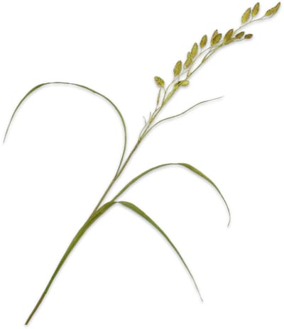 Silk-ka - Kunstbloem - groen - H108 cm - 2 stuks