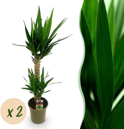 Plantenboetiek.nl | Yucca elephantipes - Yucca - Weinig onderhoud - Groen - 2 - Ø19cm - 85-95cm hoog - Kamerplant - Groenblijvend