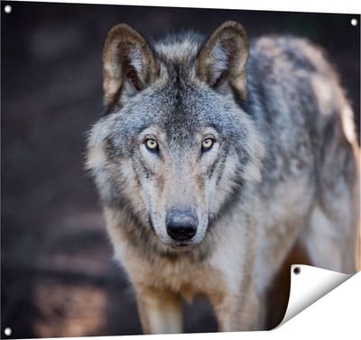 Gards Tuinposter Wolvenkop - Grijze Wolf - 100x80 cm - Tuindoek - Tuindecoratie - Wanddecoratie buiten - Tuinschilderij