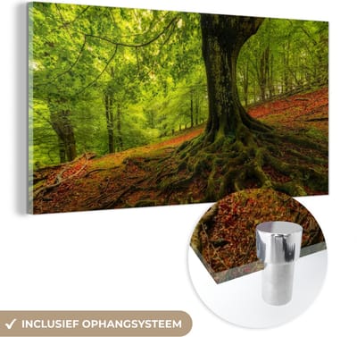 MuchoWow® Glasschilderij 40x20 cm - Schilderij acrylglas - Boom - Bos - Herfstbladeren - Foto op glas - Schilderijen