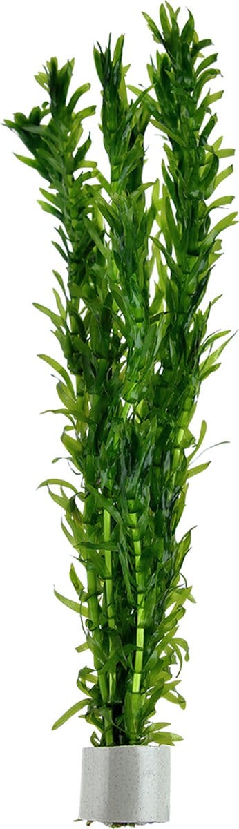 Aquaflora Egeria densa | In Bos met Loodje