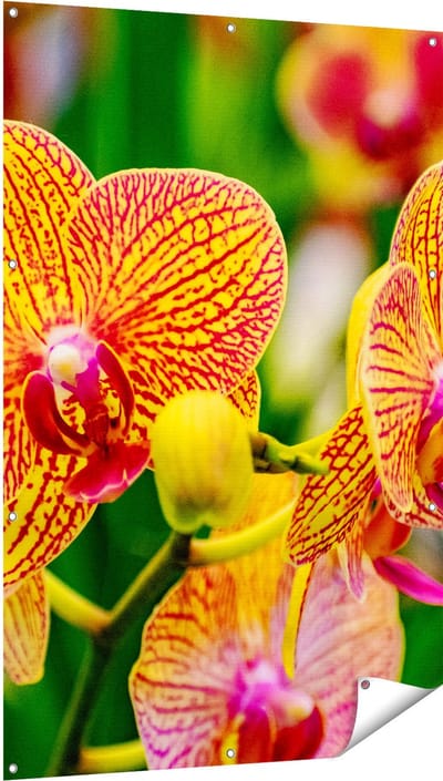 Gards Tuinposter Geel Rode Orchidee Bloemen - 100x150 cm - Tuindoek - Tuindecoratie - Wanddecoratie buiten - Tuinschilderij