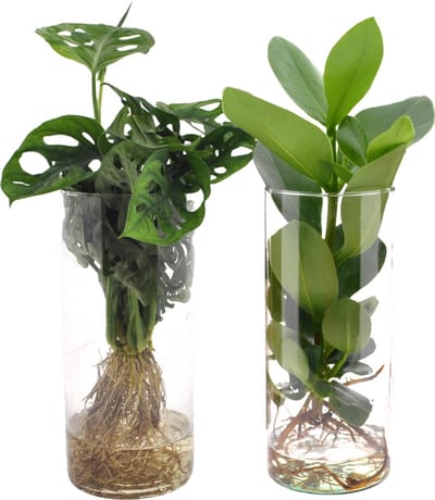 Kamerplantenset, Cylinder Glas Duo; 1x Monstera, 1x Clusia, Ø12cm - 25-40cm