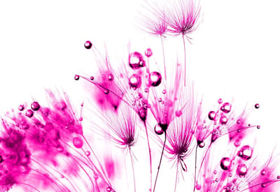 Poster | Roze , Wit | 104 x 70,5 cm