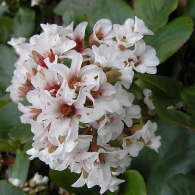 6 x Bergenia 'Silberlicht - Schoenlappersplant pot 9x9cm