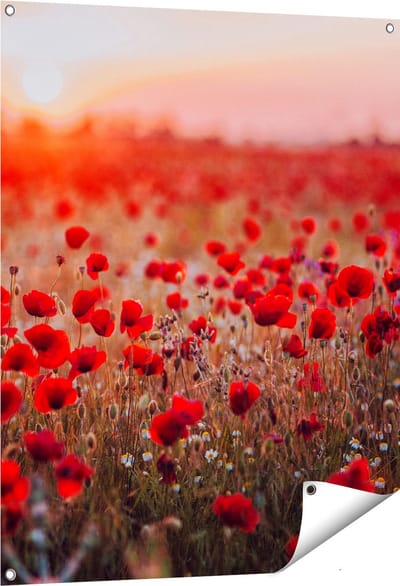 Gards Tuinposter Rode Klaprozen Bloemenveld Zonsondergang - 80x100 cm - Tuindoek - Tuindecoratie - Wanddecoratie buiten - Tuinschilderij