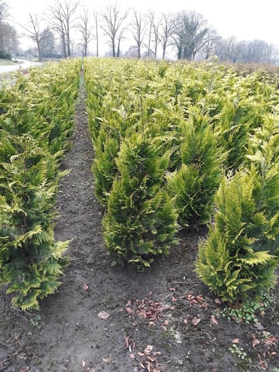Gele Californische Cypres Chamaecyparis Ivonne 60-80 cm, 10x Haagplant