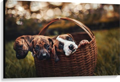 Canvas  - Mandje gevuld met Pups - 120x80cm Foto op Canvas Schilderij (Wanddecoratie op Canvas)