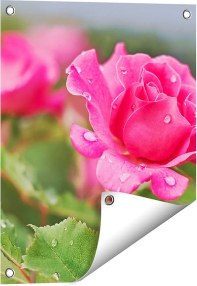 Gards Tuinposter Roze Roos met Waterdruppels - 40x50 cm - Tuindoek - Tuindecoratie - Wanddecoratie buiten - Tuinschilderij