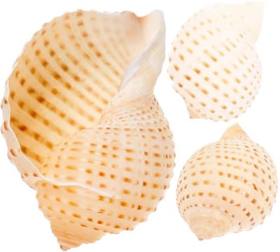 Dailygoody - Natuurlijke schelpen - Aquariumdecoratie - Creatieve