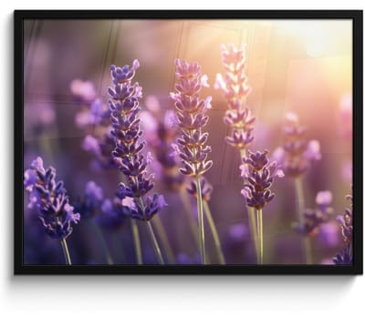 Poster in lijst - Fotolijst 70x50 cm - Posters - Lavendelbloemen - Paars - Zonlicht - Posterlijst zwart - Decoratie - Wanddecoratie woonkamer - Muurdecoratie slaapkamer